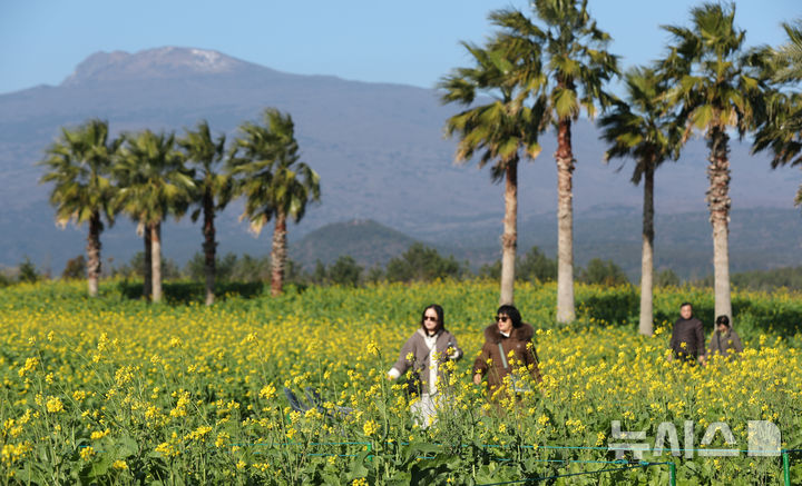 [서귀포=뉴시스] 우장호 기자 = 추운 날씨를 보인 12일 오전 제주 서귀포시 남원면 휴애리자연생태공원에 유채꽃이 활짝 피어나 겨울 속 봄 정취를 자아내고 있다. 기상청에 따르면 주말인 13일부터 기온이 큰 폭으로 떨어져 한라산 등 고지대에는 최대 10㎝ 이상의 많은 눈이 내리고, 강한 바람이 불어 기상이 악화할 것으로 전망된다. 2025.12.12. woo1223@newsis.com
