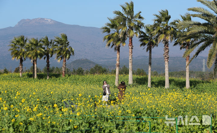 [서귀포=뉴시스] 우장호 기자 = 추운 날씨를 보인 12일 오전 제주 서귀포시 남원면 휴애리자연생태공원에 유채꽃이 활짝 피어나 겨울 속 봄 정취를 자아내고 있다. 기상청에 따르면 주말인 13일부터 기온이 큰 폭으로 떨어져 한라산 등 고지대에는 최대 10㎝ 이상의 많은 눈이 내리고, 강한 바람이 불어 기상이 악화할 것으로 전망된다. 2025.12.12. woo1223@newsis.com