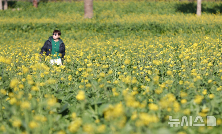 [서귀포=뉴시스] 우장호 기자 = 추운 날씨를 보인 12일 오전 제주 서귀포시 남원면 휴애리자연생태공원에 유채꽃이 활짝 피어나 겨울 속 봄 정취를 자아내고 있다. 기상청에 따르면 주말인 13일부터 기온이 큰 폭으로 떨어져 한라산 등 고지대에는 최대 10㎝ 이상의 많은 눈이 내리고, 강한 바람이 불어 기상이 악화할 것으로 전망된다. 2025.12.12. woo1223@newsis.com