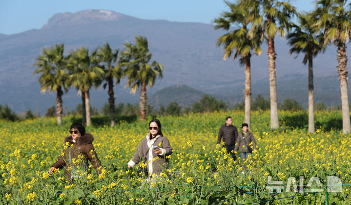 [서귀포=뉴시스] 우장호 기자 = 추운 날씨를 보인 12일 오전 제주 서귀포시 남원면 휴애리자연생태공원에 유채꽃이 활짝 피어나 겨울 속 봄 정취를 자아내고 있다. 기상청에 따르면 주말인 13일부터 기온이 큰 폭으로 떨어져 한라산 등 고지대에는 최대 10㎝ 이상의 많은 눈이 내리고, 강한 바람이 불어 기상이 악화할 것으로 전망된다. 2025.12.12. woo1223@newsis.com