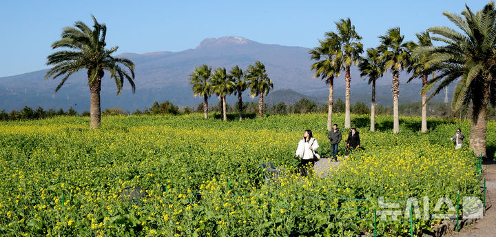 [서귀포=뉴시스] 우장호 기자 = 추운 날씨를 보인 12일 오전 제주 서귀포시 남원면 휴애리자연생태공원에 유채꽃이 활짝 피어나 겨울 속 봄 정취를 자아내고 있다. 기상청에 따르면 주말인 13일부터 기온이 큰 폭으로 떨어져 한라산 등 고지대에는 최대 10㎝ 이상의 많은 눈이 내리고 강한 바람이 불어 기상이 악화할 것으로 전망된다. 2025.12.12. woo1223@newsis.com