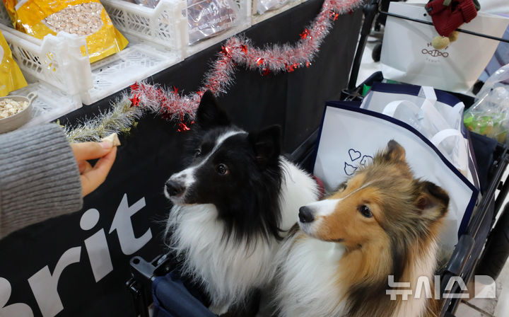 [서울=뉴시스] 김혜진 기자 = 12일 서울 강남구 세텍(SETEC)에서 열린 크리스마스 서울 펫쇼에서 관람객들이 반려견과 함께 전시장을 둘러보고 있다. 2025.12.12. jini@newsis.com