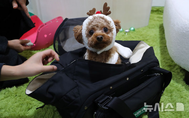 [서울=뉴시스] 김혜진 기자 = 12일 서울 강남구 세텍(SETEC)에서 열린 크리스마스 서울 펫쇼에서 관람객들이 반려견과 함께 전시장을 둘러보고 있다. 2025.12.12. jini@newsis.com