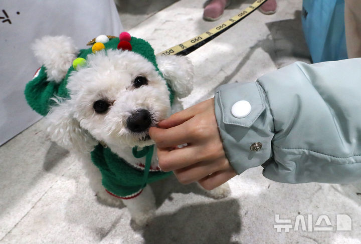 [서울=뉴시스] 김혜진 기자 = 12일 서울 강남구 세텍(SETEC)에서 열린 크리스마스 서울 펫쇼에서 관람객들이 반려견과 함께 전시장을 둘러보고 있다. 2025.12.12. jini@newsis.com