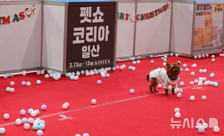 [서울=뉴시스] 김혜진 기자 = 12일 서울 강남구 세텍(SETEC)에서 열린 크리스마스 서울 펫쇼에서 한 반려견이 간식 찾기를 하고 있다. 2025.12.12. jini@newsis.com