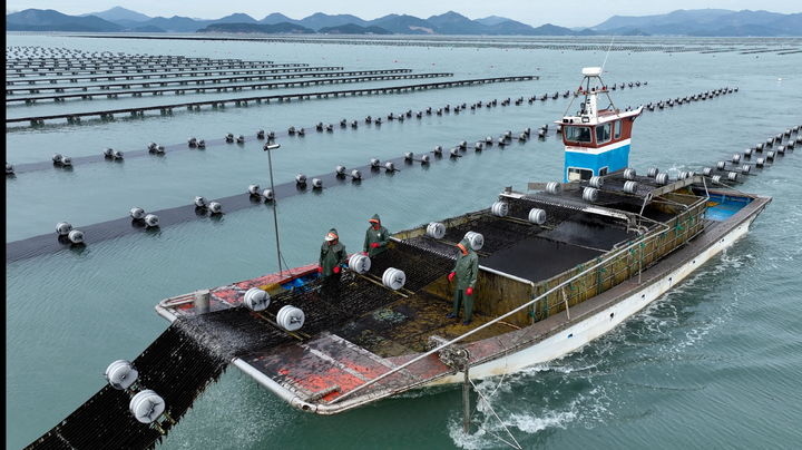 [무안=뉴시스] 김 생산 장면. (자료=전남도 제공) 2025.12.13. photo@newsis.com *재판매 및 DB 금지