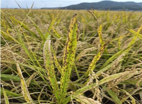 벼 깨씨무니병(사진 : 농림축산식품부 제공) *재판매 및 DB 금지