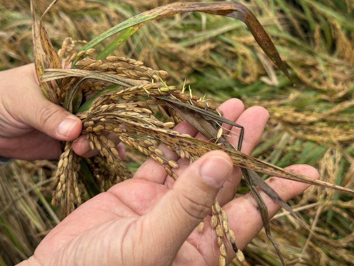 벼 깨씨무니병(사진 : 농림축산식품부 제공) *재판매 및 DB 금지