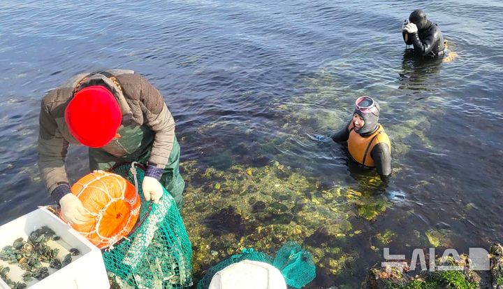 [포항=뉴시스] 송종욱 기자 = 포항시는 지난 10·11일 이틀 간 포항 지역 40개 어촌계 마을 어장에 전복 55만 마리, 14개 어촌계 마을 어장에 해삼 28만 마리를 방류했다. 사진은 어업인이 마을 어장에 전복을 방류하는 모습. (사진=포항시 제공) 2025.12.14. photo@newsis.com 