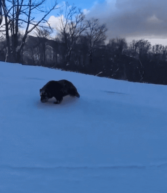 [뉴시스] 일본 나가노현의 한 스키장에 곰이 출몰한 모습. (영상=유튜브) 2025.12.14 *재판매 및 DB 금지