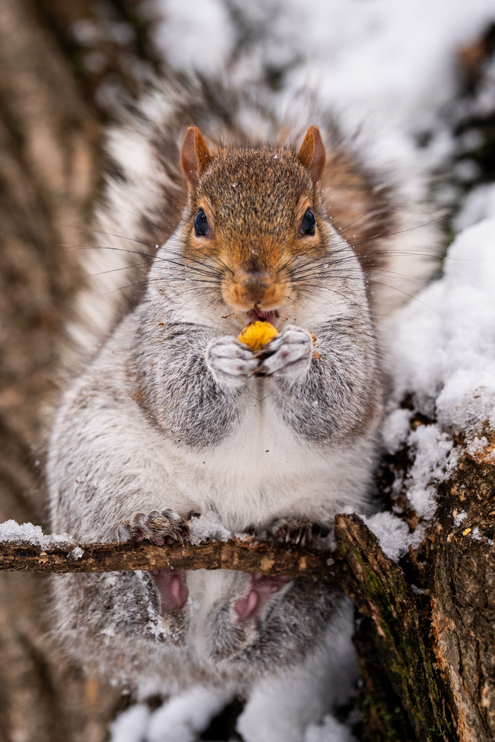 [뉴욕=AP/뉴시스] 14일(현지 시간) 미국 뉴욕의 센트럴파크에 눈이 내린 뒤 다람쥐 한 마리가 나무 위에서 견과를 먹고 있다. 2025.12.15.