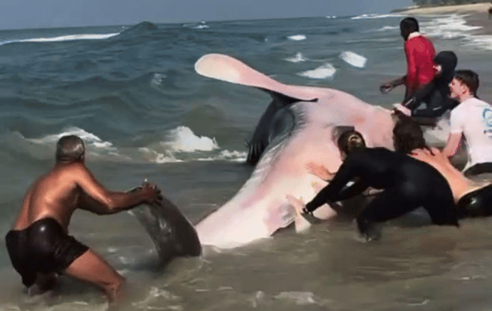 [뉴시스] 인도 해변에 떠밀려 온 멸종위기종 고래상어를 지역 주민과 관광객들이 힘을 모아 구조한 사실이 알려지며 감동을 주고 있다. (영상='surferboy_varkala' 인스타그램 캡처) *재판매 및 DB 금지 *재판매 및 DB 금지
