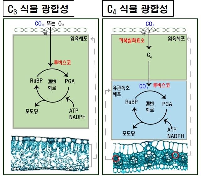 [목포=뉴시스]C3와 C4 식물의 광합성 경로 차이 모식도. (사진=국립호남권생물자원관 제공) 2025.12.15. photo@newsis.com *재판매 및 DB 금지
