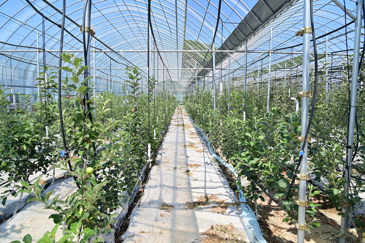  [청송=뉴시스] 스마트과수원 (사진=청송군 제공) 2025.12.15. photo@newsis.com *재판매 및 DB 금지