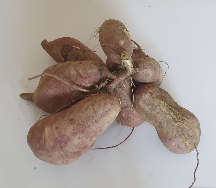 [진주=뉴시스]고구마 다원미.(사진=경남농업기술원 제공).2025.12.15.photo@newsis.com *재판매 및 DB 금지