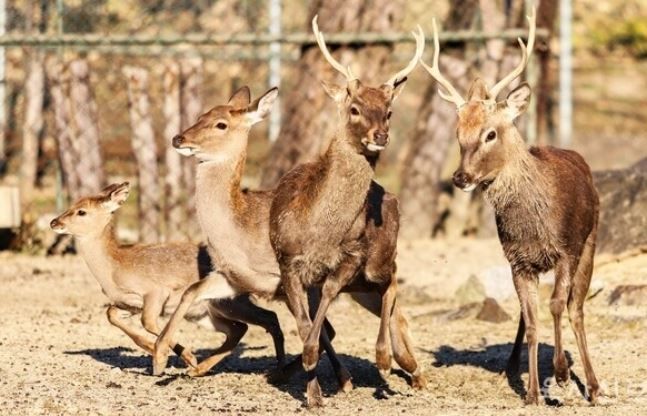 14일 육군사관학교에서 사슴 한 마리가 교내를 이탈해 소방 당국이 출동하는 상황이 벌어졌다.(사진=육사신보 캡처) *재판매 및 DB 금지