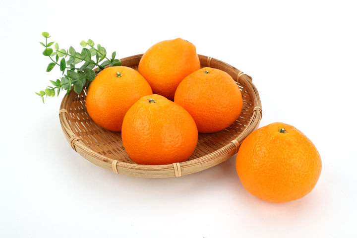 [세종=뉴시스] 농촌진흥청은 우리 기술로 만든 국산 감귤 '미래향'의 본격적인 시장 진입을 앞두고 현장 평가회를 연다고 15일 밝혔다. (사진 = 농진청 제공) 2025.12.15. *재판매 및 DB 금지