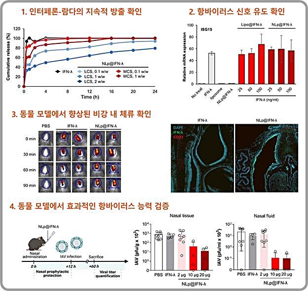 [대전=뉴시스] 카이스트(KAIST)가 인공지능 기술로 인터페론-람다 단백질을 안정적으로 재설계해 비강 점막에 잘 확산되고 오래 머물게 하는 기술을 개발했다. 인터페론-람다 비강 전달기술 평가 결과도.(사진=KAIST 제공) *재판매 및 DB 금지