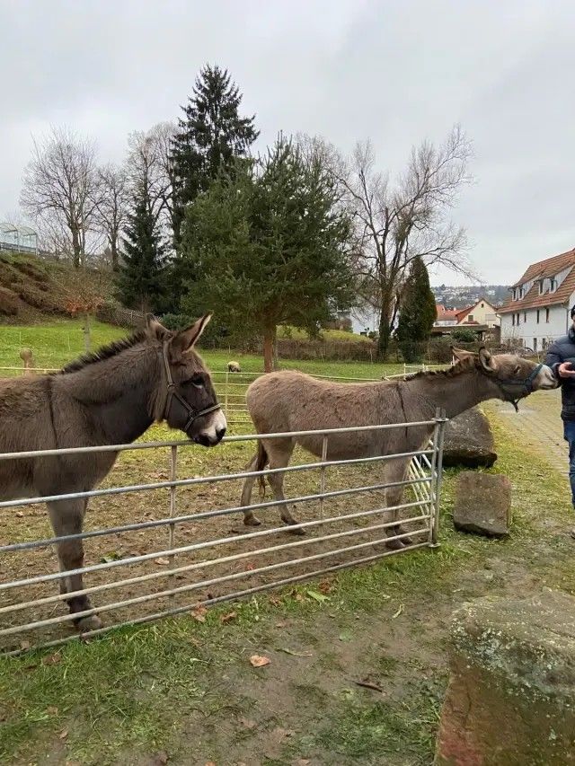 [서울=뉴시스] 괴한에게 폭행당한 당나귀의 모습. (사진출처: 뉴욕포스트 캡처)2025.12.15.