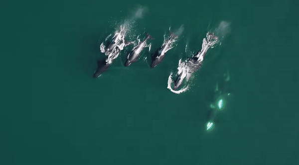 [뉴시스] 북부 거주 범고래(Northern resident orcas)와 태평양흰줄무늬돌고래(Pacific white-sided dolphins)가 협동해 사냥하는 장면. (사진 = 가디언 유튜브 갈무리) 2025.12.15. *재판매 및 DB 금지