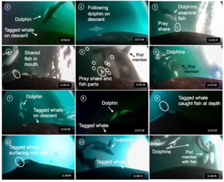 [뉴시스] 약 40분 동안 태평양흰줄무늬돌고래가 함께 있는 가운데 범고래(I145)의 행동을 비디오 프레임, 음향 기록, 잠수 깊이 데이터로 관찰한 장면. (사진 = 사이언티픽 리포트) 2025.12.15. *재판매 및 DB 금지