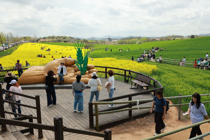 [고창=뉴시스] 올해 고창 청보리밭 축제장을 찾은 관광객들. *재판매 및 DB 금지