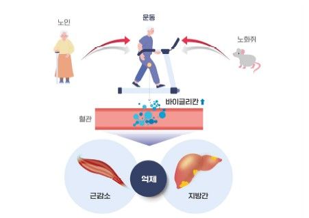 [서울=뉴시스]국립보건연구원 연구 설명 자료 (자료=질병관리청 제공) 2025. 12. 16. *재판매 및 DB 금지