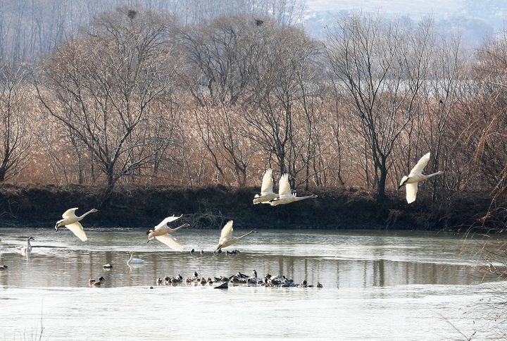 [창원=뉴시스] 강경국 기자 = 경남 창원시 주남저수지에서 큰고니가 비행을 하고 있다. (사진=창원시청 제공). 2025.12.16. photo@newsis.com *재판매 및 DB 금지