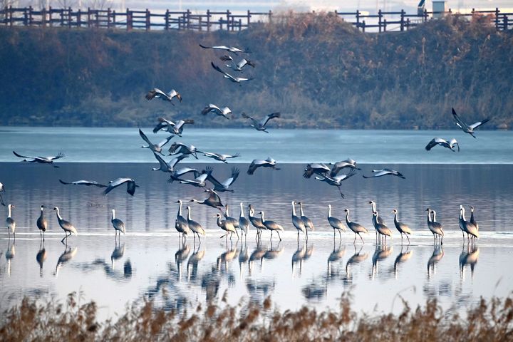 [창원=뉴시스] 강경국 기자 = 경남 창원시 주남저수지 갈대섬 인근에서 재두루미가 쉬고 있다. (사진=창원시청 제공). 2025.12.16. photo@newsis.com *재판매 및 DB 금지