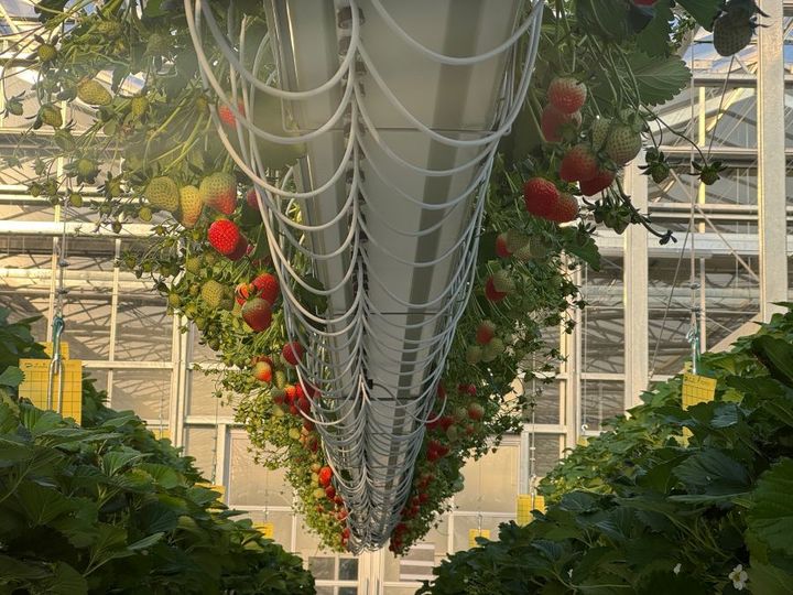 [양구=뉴시스] 16일 양구군은 겨울철 효자 작목으로 급부상하고 있는 양구 딸기가 본격적으로 출하를 시작했다 고 밝혔다. 양구군 제공. *재판매 및 DB 금지