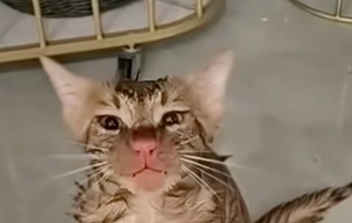 [뉴시스] 중국 동부 장쑤성에서 작동 중인 세탁기 안에 10분 이상 갇혀있던 반려묘가 경미한 부상만 입고 살아남은 사연이 전해졌다. 사진은 해당 고양이가 물에 젖은 채 코가 빨개진 모습. (사진 = 도우인 캡처) 2025.12.16. *재판매 및 DB 금지