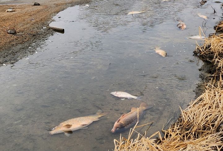 [인천=뉴시스] 인천 강화도 송해면 다송천 물고기 집단 폐사 현장. (사진=독자제공) 2025.12.16. photo@newsis.com *재판매 및 DB 금지