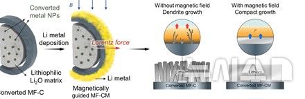 [포항=뉴시스] 포항공과대학교(포스텍) 연구진이 고에너지 밀도 전극 소재에 자기장으로 리튬 이온 흐름을 제어해 덴드라이트 형성을 억제하는 차세대 하이브리드 음극 기술을 개발했다. 자기-전환 음극 설계를 통한 고에너지 밀도·덴드라이트 없는 하이브리드 리튬 이온·리튬 금속 배터리 모식도. (사진=포스텍 제공) 2025.12.16. photo@newsis.com