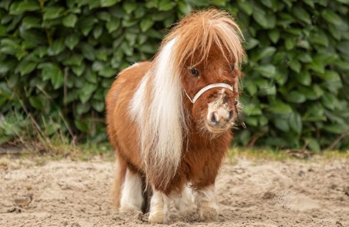 [뉴시스] 세계에서 가장 키가 작은 말이 공개돼 온라인에서 화제를 모으고 있다. (사진='기네스월드레코드' 캡처) *재판매 및 DB금지 *재판매 및 DB 금지