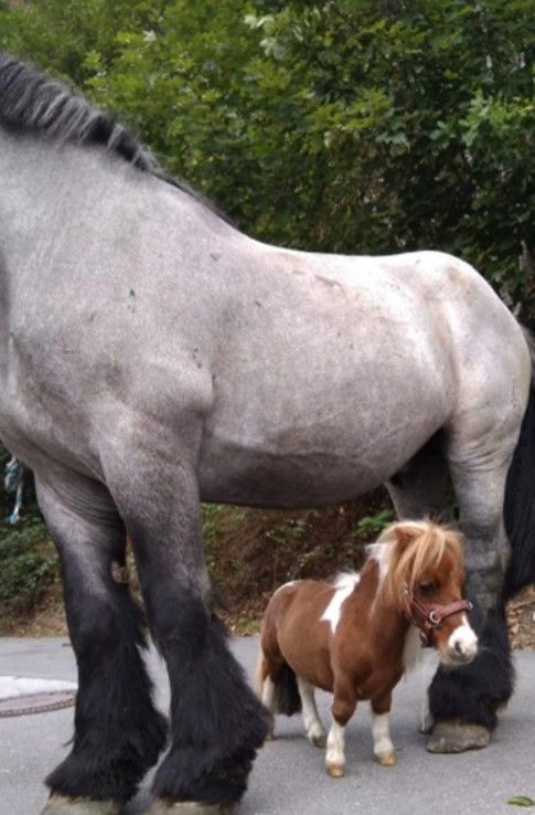 [뉴시스] 세계에서 가장 키가 작은 말이 공개돼 온라인에서 화제를 모으고 있다. (사진='기네스월드레코드' 캡처) *재판매 및 DB금지 *재판매 및 DB 금지