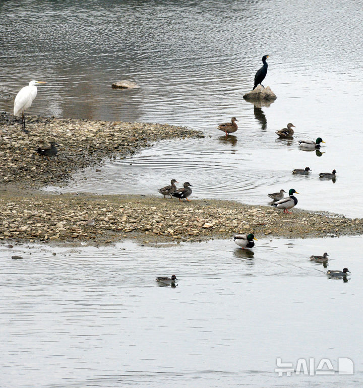 [전주=뉴시스] 김얼 기자 = 전북 전주시 송천동 전주천 하류를 찾은 겨울 철새들이 휴식을 취하고 있다. 2025.12.16. pmkeul@newsis.com