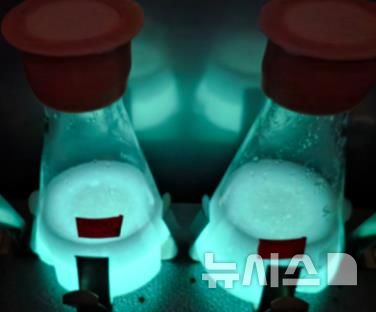 [서울=뉴시스] 발광박테리아 배양 및 발광 확인.