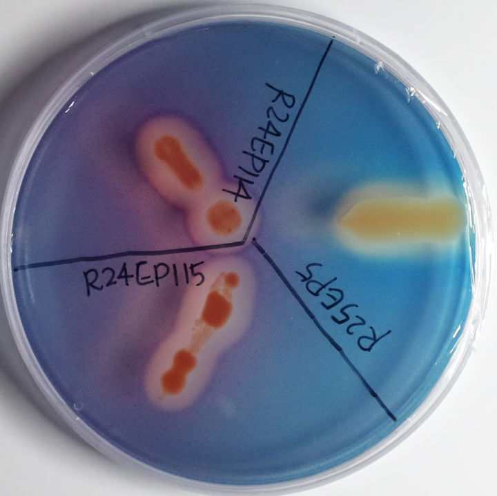[목포=뉴시스] 식물생장 촉진 세균 활성. (사진=국립호남권생물자원관 제공) 2025.12.17. photo@newsis.com *재판매 및 DB 금지