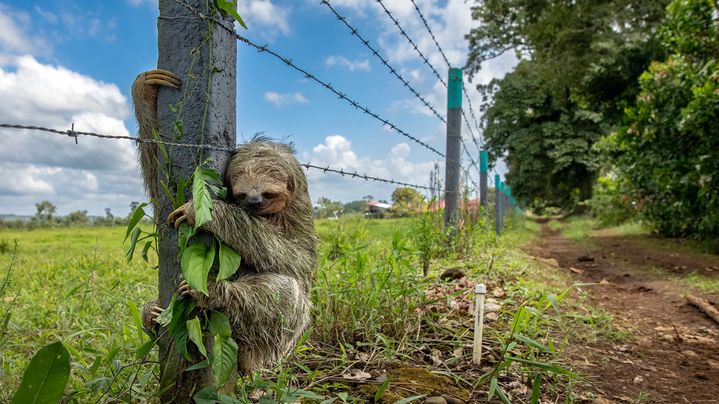 네이처가 선정한 2025년 올해의 과학 사진 중 하나인 '매달려 버티기(Hang in there)'. (사진=네이처) *재판매 및 DB 금지