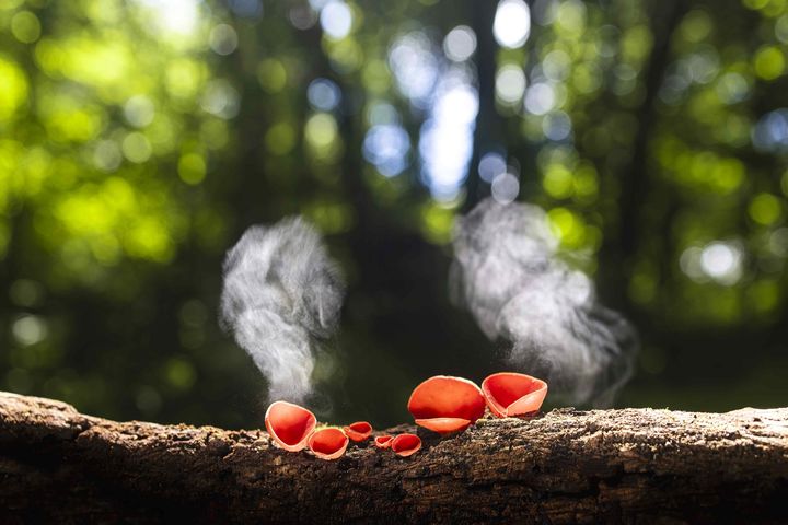 [제주=뉴시스] 20~25일 사진전 '제주의 야생 버섯 4인전'이 제주문예회관 제2전시실에서 열린다. 사진은 이명희 작가의 '주홍술잔버섯' 작품. (사진=팀포 제공) 2025.12.17. photo@newsis.com *재판매 및 DB 금지