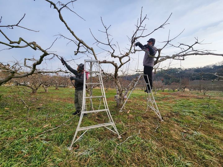 [창원=뉴시스] 강경국 기자 = 경남 창원시 단감테마공원 일원에서 월동 대비를 위한 단감나무 정비 작업이 진행되고 있다. (사진=창원시청 제공). 2025.12.17. photo@newsis.com *재판매 및 DB 금지