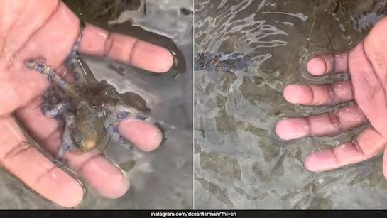 [서울=뉴시스] 영국의 한 관광객이 필리핀 해변에서 발견한 맹독성 문어를 '예쁜 생물'로 착각해 손에 올린 위험천만한 모습을 SNS에 업로드했다. (사진출처: NDTV 캡처) 2025.12.17.