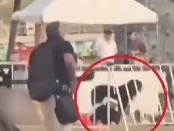 [서울=뉴시스] 호주 시드니의 본다이 해변 인근에서 총격 사건이 발생한 당시 한 반려견이 숨진 주인 곁을 끝까지 지키고 있다. (사진=엑스 캡처) 2025.12.17.