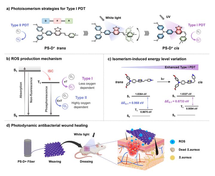 [서울=뉴시스] 광감각 분자 설계를 통해 항생제 내성을 극복할 수 있는 차세대 광역학 치료 플랫폼 개발 이미지. (사진=고려대 제공) 2025.12.17. photo@newsis.com *재판매 및 DB 금지