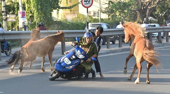 [뉴시스] 도로로 뛰어든 길 잃은 말들이 이륜차와 충돌하면서 여성과 학생들이 다치는 사고가 발생했다. (사진='프리프레스저널' 캡처) *재판매 및 DB금지 *재판매 및 DB 금지