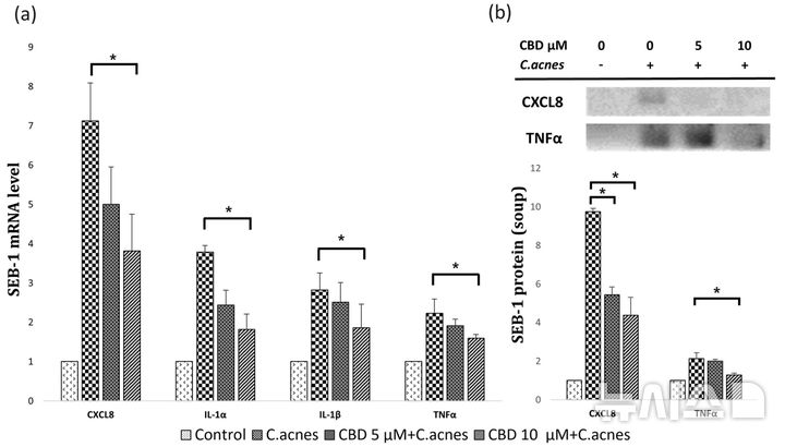 [서울=뉴시스] CBD 처리에 따른 염증 반응 변화. 여드름 유발균(C.acnes)으로 염증을 유도한 세포에서 CBD를 처리한 결과, 염증과 관련된 신호물질(CXCL8, IL-1α, IL-1β 등)의 발현이 농도에 따라 감소하는 양상이 관찰됐다. (사진= 서울대병원 제공)