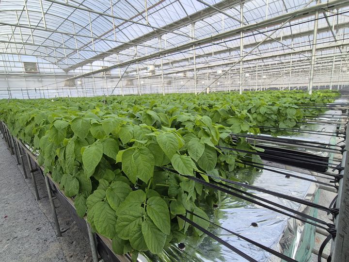 [제주=뉴시스] 제주도 농업기술원이 구축한 첨단 온실 내부 전경. (사진=제주도 농업기술원 제공) 2025.12.18. photo@newsis.com *재판매 및 DB 금지