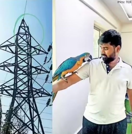 [뉴시스]인도의 한 남성이 고압 송전탑에 앉은 애완 앵무새를 구하려다 감전사했다. (사진 = 더타임스오브인디아) *재판매 및 DB 금지