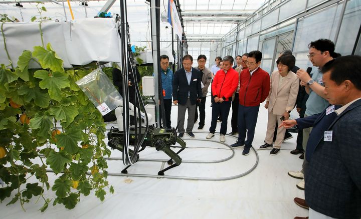 [안동=뉴시스] 성주참외과채류연구소가 개발한 참외 수직재배 시설과 접목로봇을 이철우 경북지사와 조영숙 경북농업기술원장 등이 둘러보고 있다. (사진=경북도 제공) 2025.12.18. photo@newsis.com *재판매 및 DB 금지