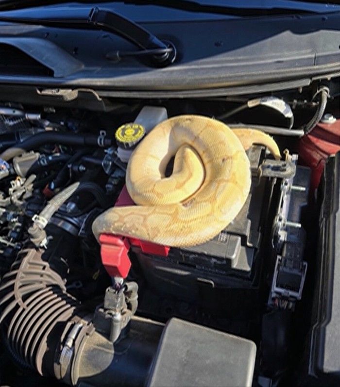 [서울=뉴시스] 미국 테네시주의 한 남성이 자신의 차량에서 나는 악취 때문에 보닛을 열어봤다가 비단뱀이 죽어 있던 것을 발견했다. (사진출처: WDTV 캡처) 2025.12.18.